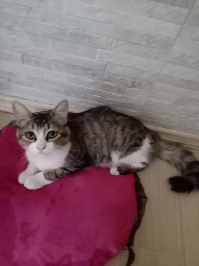 Gato ra a indefinida cinza com branco idade 7 a 11 meses nome nina