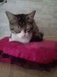 nina