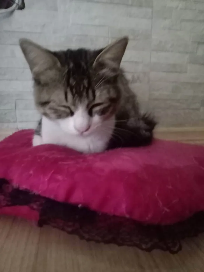 Gato ra a indefinida cinza com branco idade 7 a 11 meses nome nina