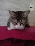 nina
