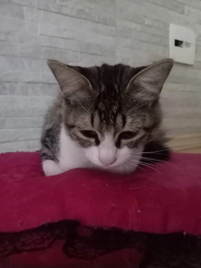 Gato ra a indefinida cinza com branco idade 7 a 11 meses nome nina