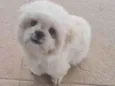 Chubby