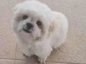 Cachorro raça Lhasa Apso idade 2 anos nome Chubby