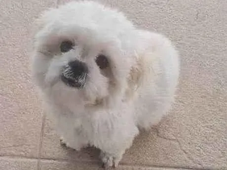 Cachorro ra a Lhasa Apso idade 2 anos nome Chubby