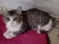 nina