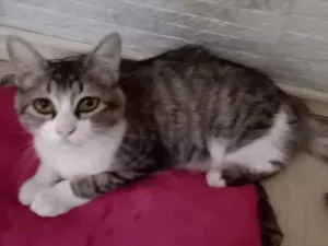 Gato raça indefinida cinza com branco idade 7 a 11 meses nome nina