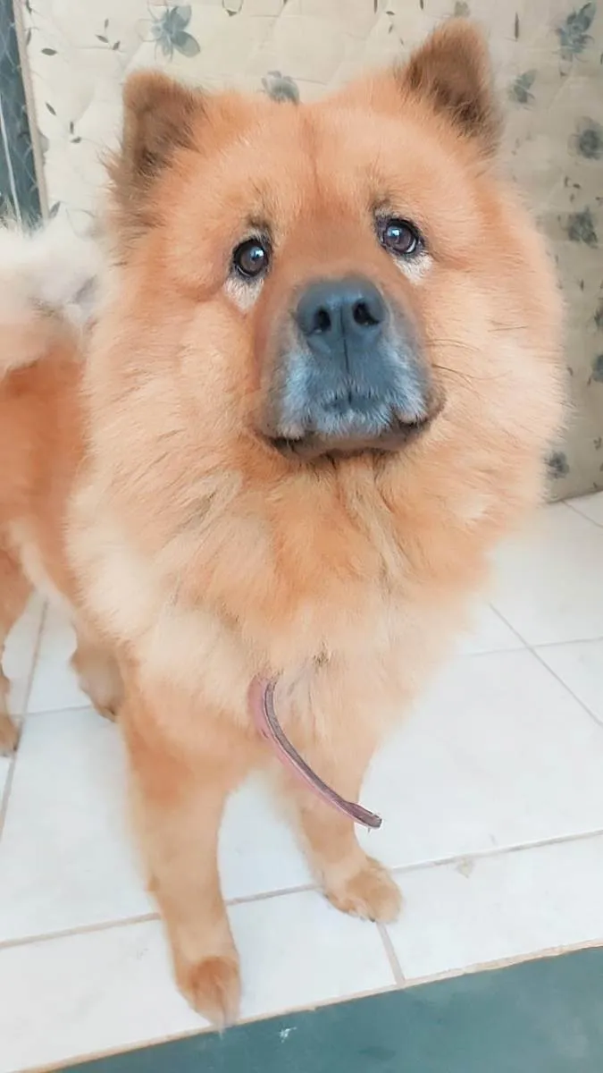 Cachorro raça Chow chow  idade 2 a 6 meses nome Kiara