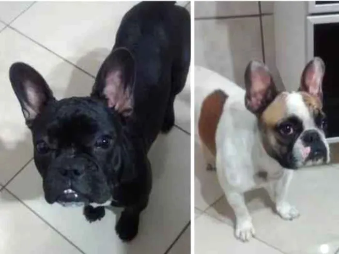 Cachorro raça Buldogue francês  idade 5 anos nome Stith e Lilo