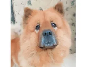 Cachorro raça Chow chow  idade 2 a 6 meses nome Kiara