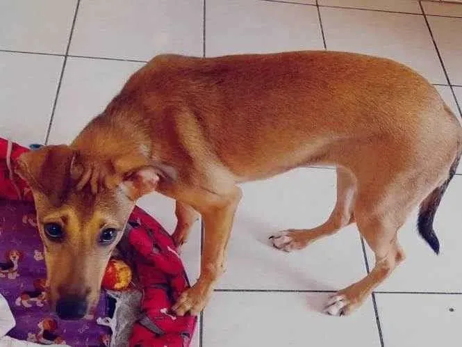 Cachorro ra a Vira lata idade 2 a 6 meses nome Paçoca