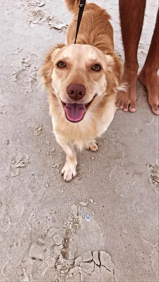 Cachorro ra a  idade 3 anos nome Marley