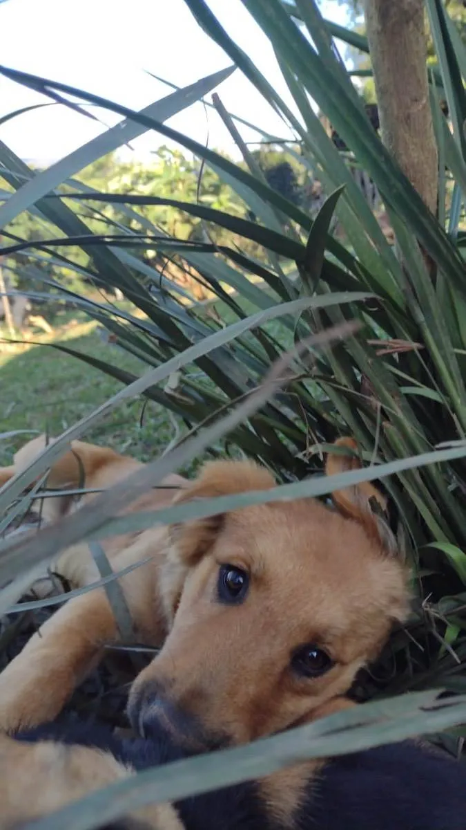 Cachorro ra a SRD idade 2 a 6 meses nome Filhotes 