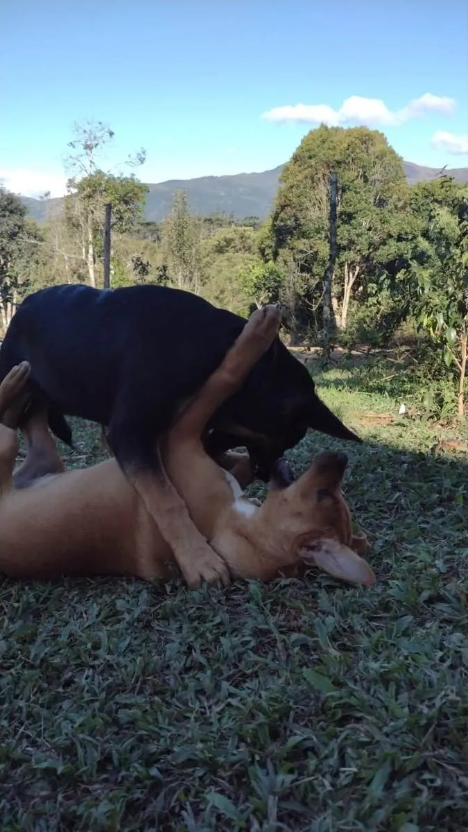 Cachorro ra a SRD idade 2 a 6 meses nome Filhotes 