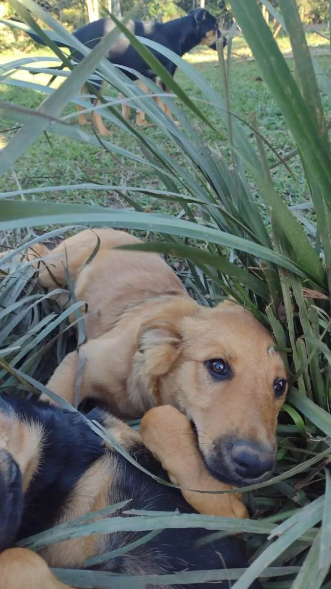 Cachorro ra a SRD idade 2 a 6 meses nome Filhotes 