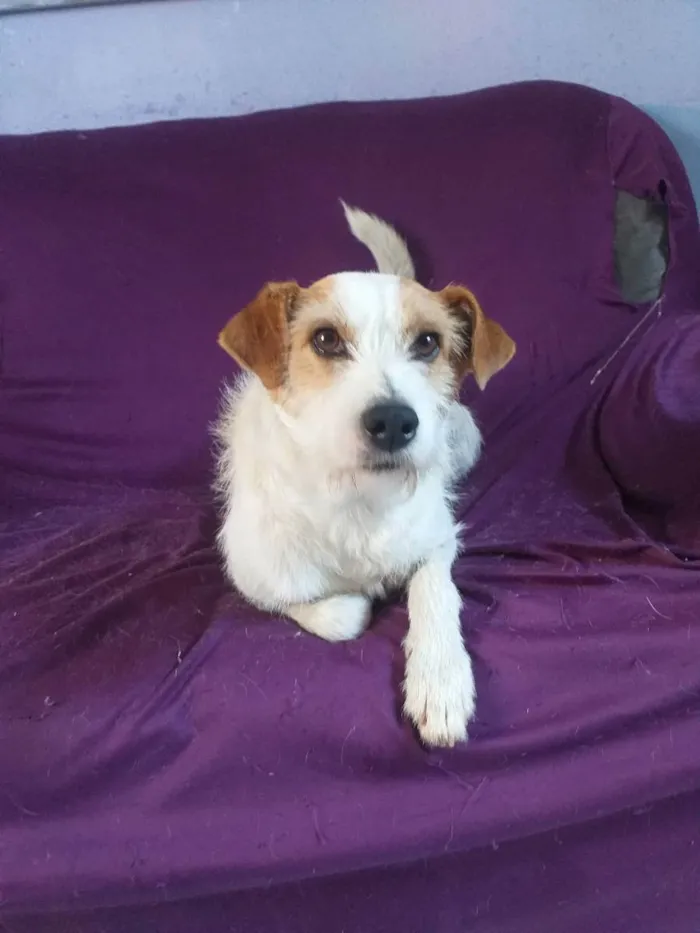 Cachorro raça Srd idade 2 anos nome Bartô 