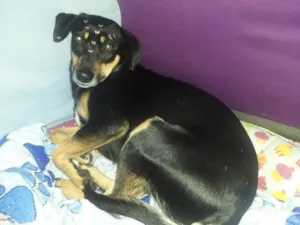 Cachorro raça Srd idade 1 ano nome Maya