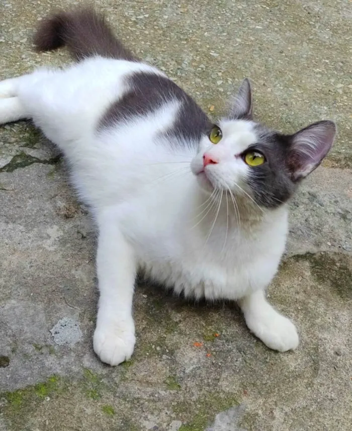 Gato ra a srd idade  nome Leon