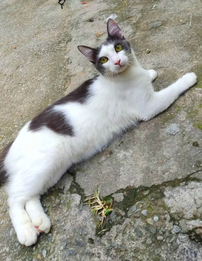 Gato ra a srd idade  nome Leon