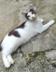 Leon