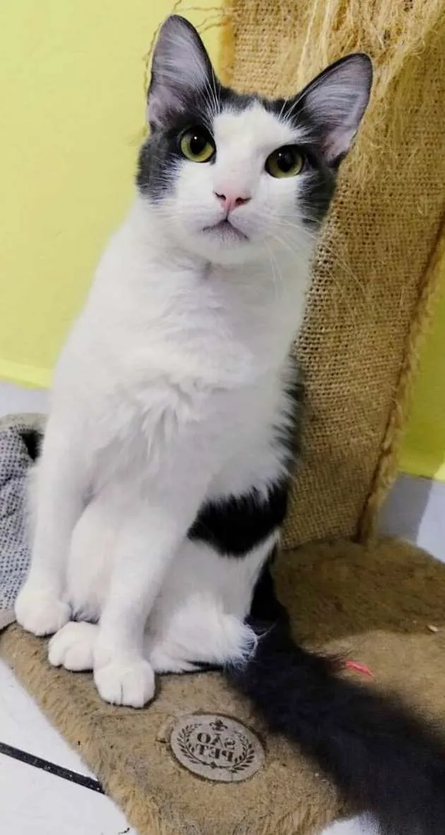 Gato ra a srd idade  nome Leon