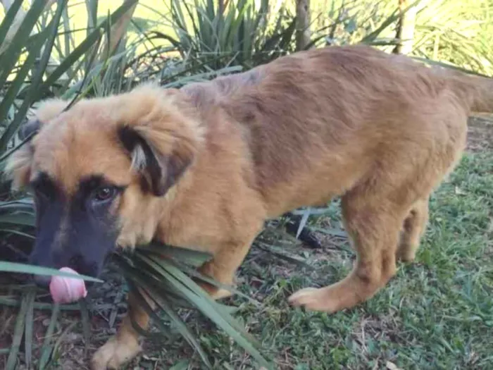 Cachorro ra a SRD idade 2 a 6 meses nome Filhotes 