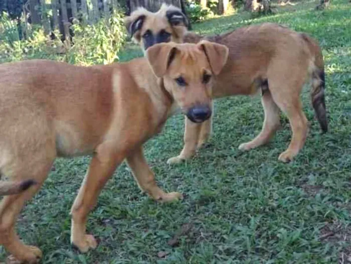 Cachorro ra a SRD idade 2 a 6 meses nome Filhotes 