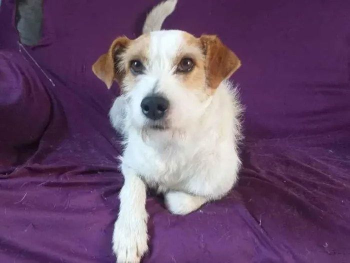 Cachorro raça Srd idade 2 anos nome Bartô 