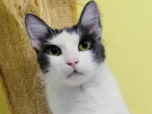 Gato raça srd idade  nome Leon