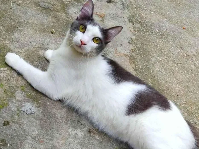 Gato ra a srd idade  nome Leon