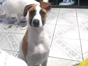 Cachorro raça Srd idade 2 a 6 meses nome Angel 