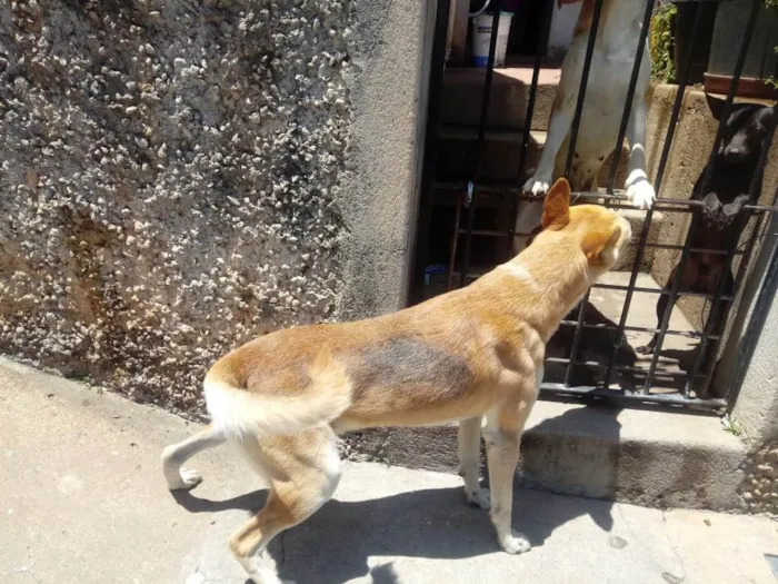 Cachorro raça Srd idade 1 ano nome Trovão 