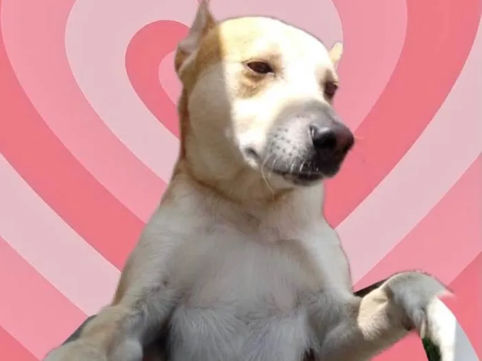 Cachorro raça Srd idade 1 ano nome Trovão 