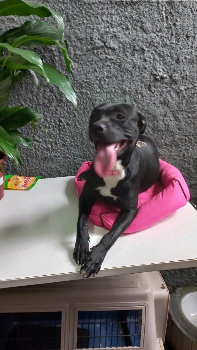 Cachorro raça Srd idade 7 a 11 meses nome Alina 10meses amor 