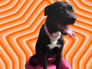 Cachorro raça Srd idade 7 a 11 meses nome Alina 10meses amor 