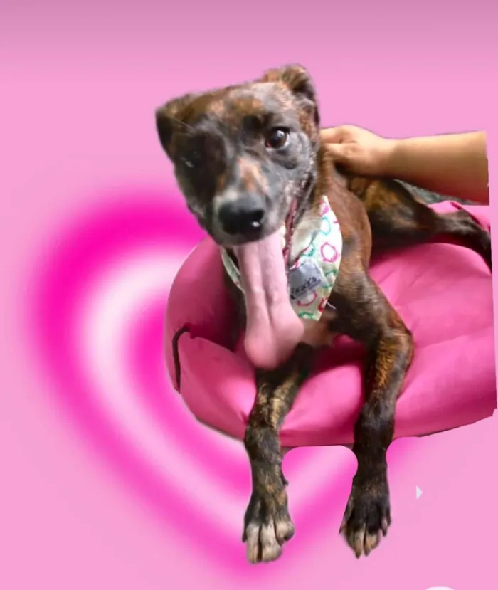 Cachorro raça Pinscher com srd  idade 7 a 11 meses nome Molly bb10meses 