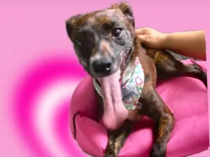 Cachorro raça Pinscher com srd  idade 7 a 11 meses nome Molly bb10meses 