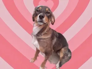 Cachorro raça Srd idade 7 a 11 meses nome Carly bb um docinho 