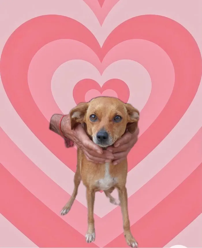 Cachorro raça Srd idade 1 ano nome Marie Louise porteP 