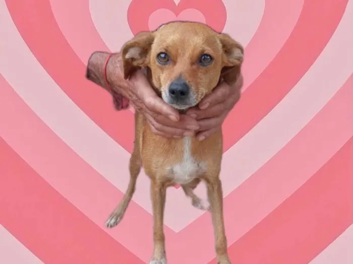 Cachorro raça Srd idade 1 ano nome Marie Louise porteP 