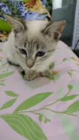 Gato ra a SRD  idade 2 a 6 meses nome Estrela