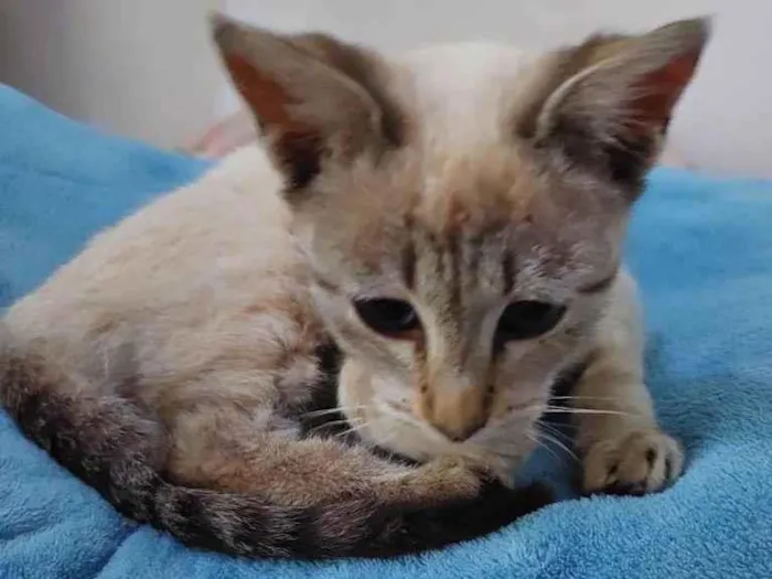 Gato ra a SRD  idade 2 a 6 meses nome Estrela