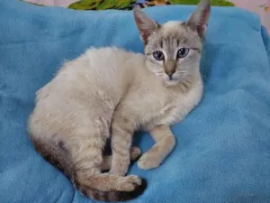 Gato raça SRD  idade 2 a 6 meses nome Estrela