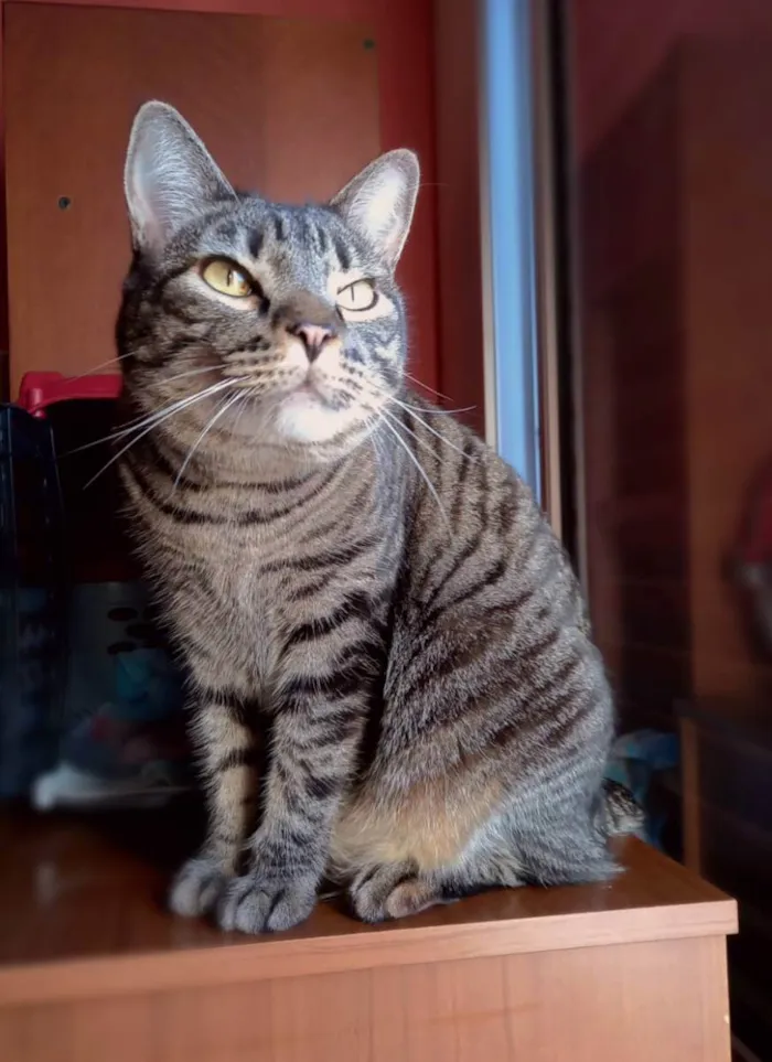 Gato ra a Srd idade 3 anos nome Frodo