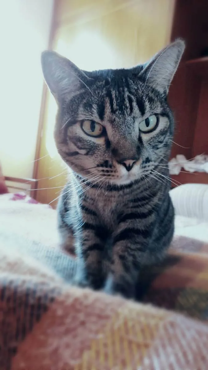 Gato ra a Srd idade 3 anos nome Frodo