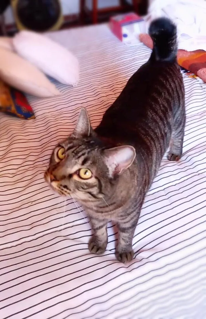 Gato ra a Srd idade 3 anos nome Frodo