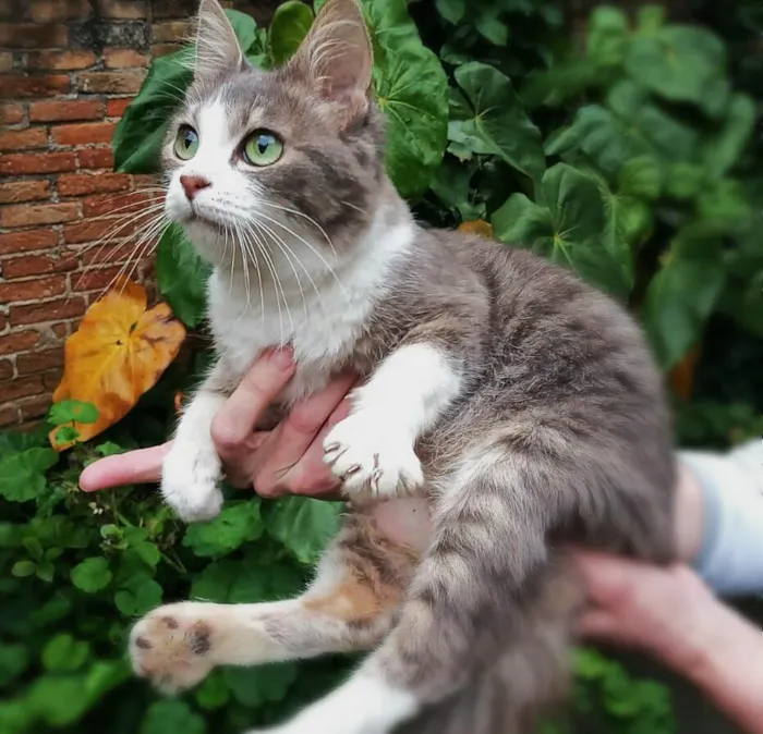 Gato ra a srd idade 2 anos nome Brisa