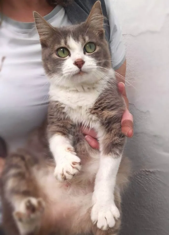 Gato ra a srd idade 2 anos nome Brisa
