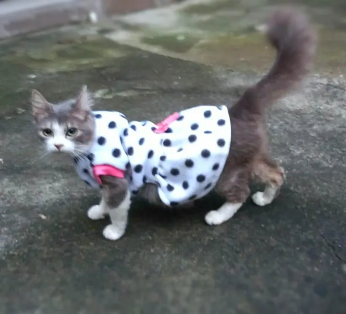 Gato ra a srd idade 2 anos nome Brisa
