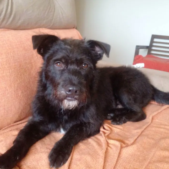 Cachorro ra a SRD idade 1 ano nome Barão