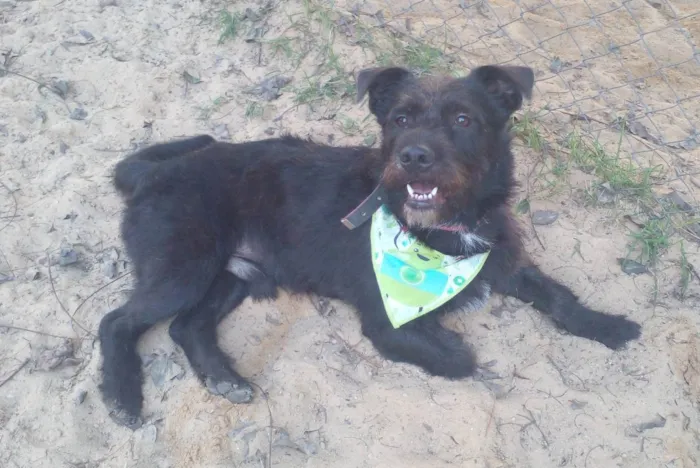 Cachorro ra a SRD idade 1 ano nome Barão